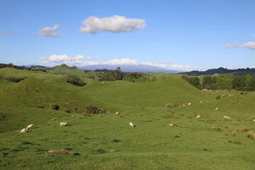 Fototapeta na wymiar Mount Ruapehu und Mount Ngauruhoe Neuseeland / Mount Ruapehu and Mount Ngauruhoe New Zealand