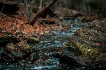 Stones in the forest
