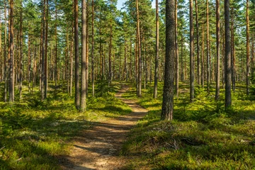Acrylic prints Road in forest Walking path in a beautiful pine forest in Sweden