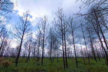 forest and sky