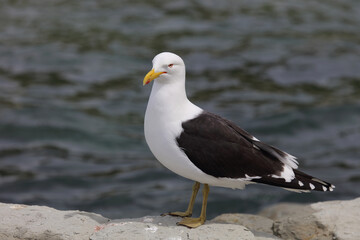 Fototapeta na wymiar Dominikanermöwe / Southern black-backed gull / Larus dominicanus