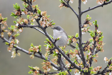 Wild lesser whitethroat or Sylvia curruca in a bloomed tree branch 