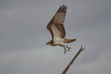 Balbuzard pêcheur