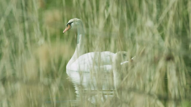 Schwan schwimmt auf einem See, Schilf im Vordergrund