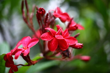 red and white orchid, plants and flowers, flowers, red flowers, green with flowers, blossom, pink flowers, spring season, nature, forest, trees, 