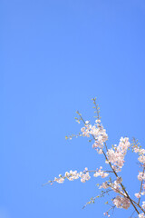 青空に映る一本の木