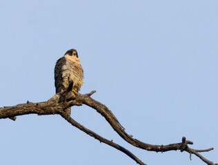 Red-Tailed Hawk