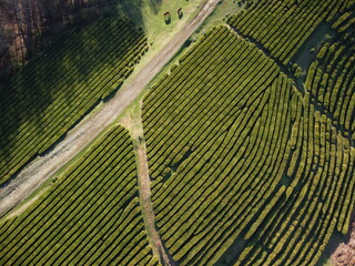 Tea plantations in spring top view