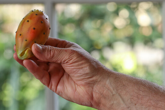 Fico d'India presentato da mano umana su sfondo bokeh.