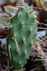 close up of cactus in garden