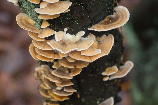 Trametes versicolor polypore mushrum closeup selective focus