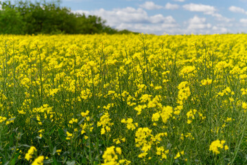 field of yellow flowers