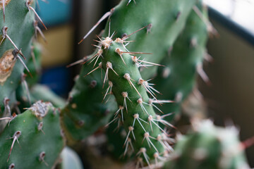close up of cactus in garden