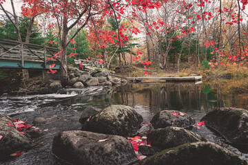 lake and flowers