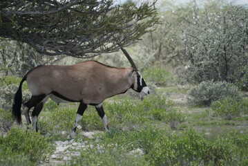 Oryx Antilope