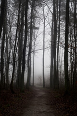 footpath in forest on misty morning