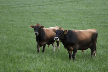 Rind / Cattle / Bovinae