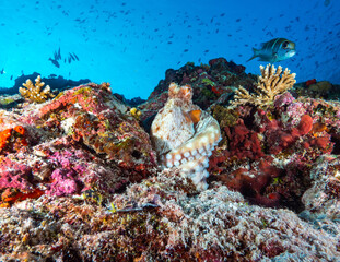 Octopus underwater Maldives