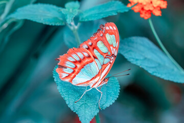 Plakat Macro shots, Beautiful nature scene. Closeup beautiful butterfly sitting on the flower in a summer garden.