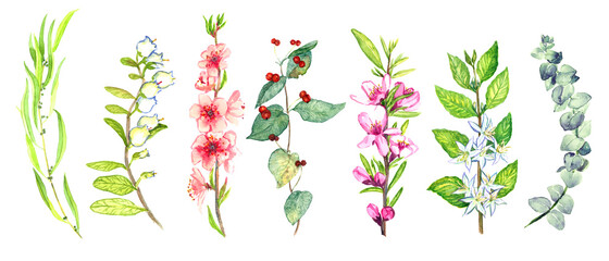 Spring  isolated on whitebranches collection with leaves, flowers and berries hand painted watercolor illustration with handwritten inscriptions