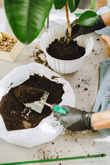 woman transplanting flowers in bigger pots at home