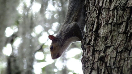 squirrel in the tree