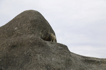 Romneyschaf / Romney sheep / Ovis