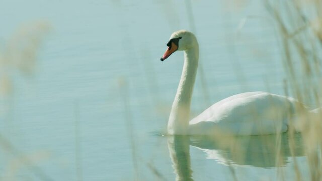 Schwan schwimmt auf einem See, Schilf im Vordergrund