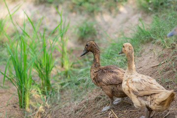 Many ducks are looking for food.