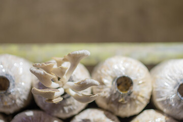 White  Phoenix Mushroom in cultured bag