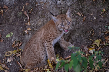 Lynx boréal
