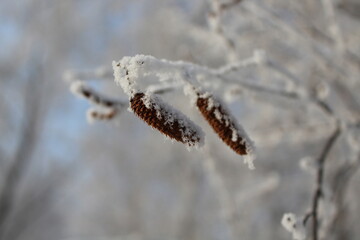 Birch catkins in winter in a severe frost covered with frost