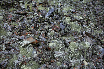 The texture of stones overgrown with mosses and lichens.