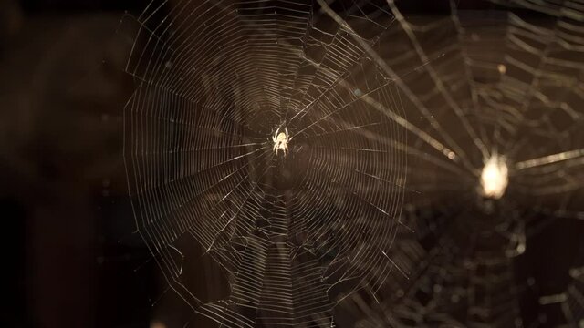The spider in the center of the web is waiting for the victim.