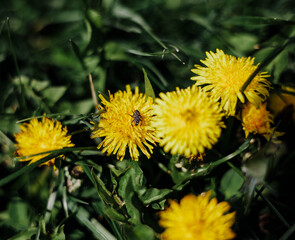 Black fly, yellow flower, green grass
