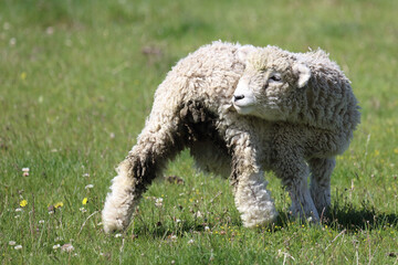 Romneyschaf / Romney sheep / Ovis.