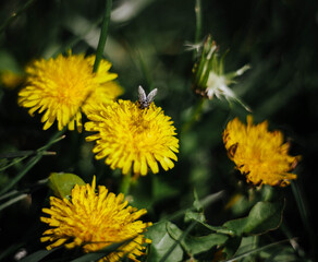 Fauna is important for our existence