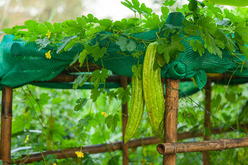 A large green bitter gourd on the maidenhair tree