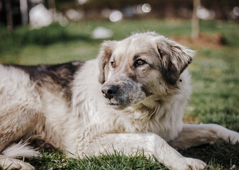 Homeless dog enjoying the beautiful day 