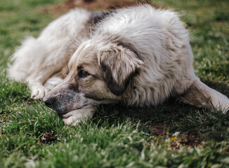 Homeless dog observing our neighbourhood