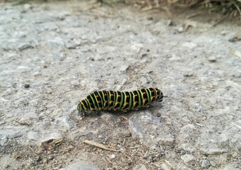 caterpillar on the road
Tagpfauenauge