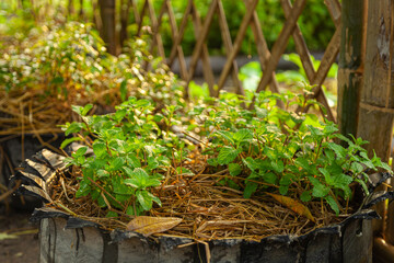Peppermint in a pot made from old car tires.