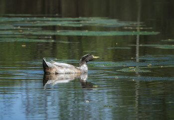 A duck swims on a forest lake in the evening. The white-gray duck slowly swims in greenish water with a reflection of nature in it. Close-up. Lonely duck on the water in the spring evening. 