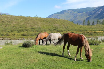 Fototapeta na wymiar Altai horses graze on the river bank on the grass in summer