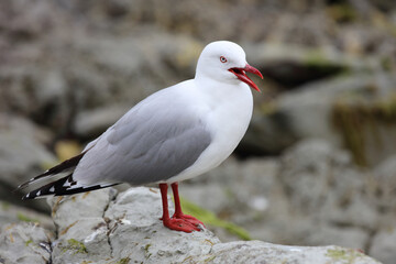 Rotschnabelmöwe / Red-billed gull / Larus scopulinus