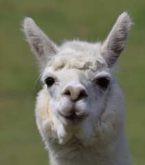 Obraz premium Alpaka / Alpaca / Vikugna pacos