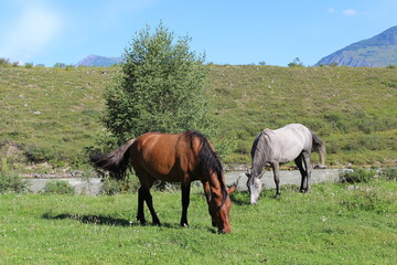 Altai horses graze on the river bank on the grass in summer