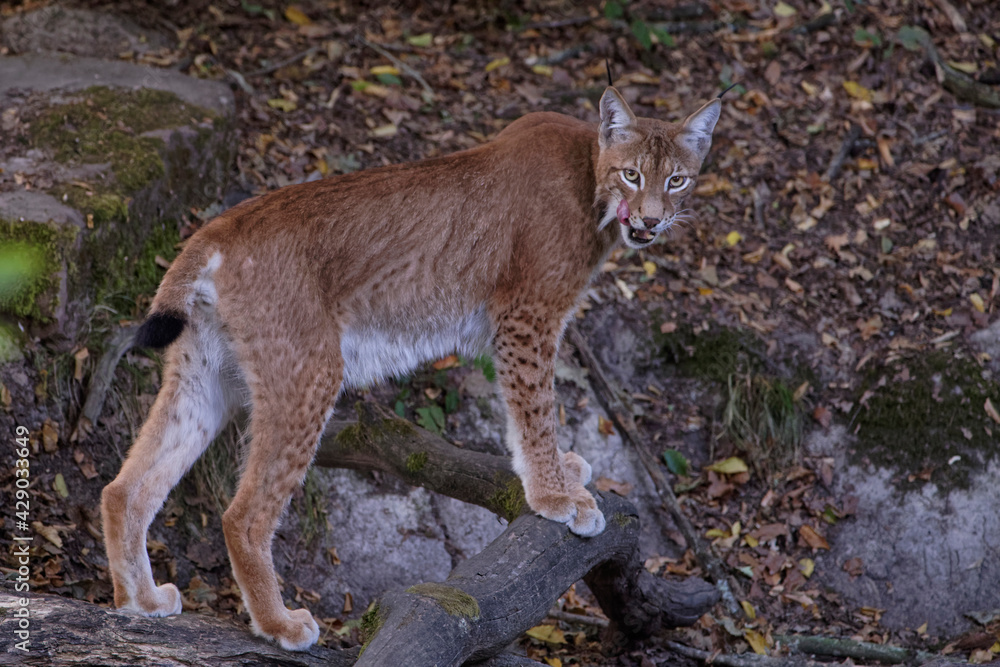 Wall mural Lynx boréal