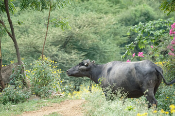 beautiful buffalo in the bush