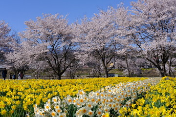 Obraz premium サクラとスイセン(Sakura and Narcissus)